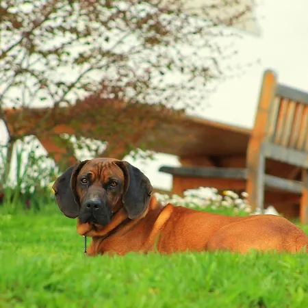 أوبيردوتينغهوف شقة سالفلدن ام ستينه