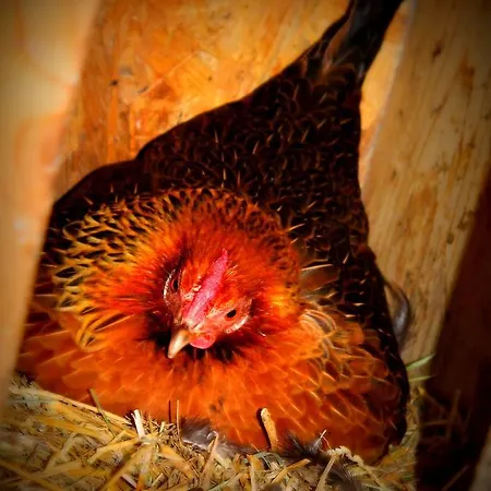 أوبيردوتينغهوف شقة *