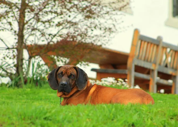 Oberdeutinghof Apartmán Saalfelden